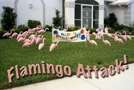 Birthday yard card lawn greetings and pink flamingo rentals. Flamingo Attacks Only From Rumour S