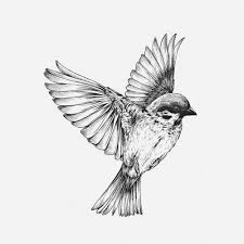 S Aint Birds Tattoo Bird Drawings Sparrow Tattoo