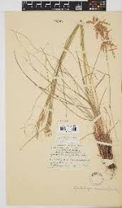 Image result for Panicum kalaharense
