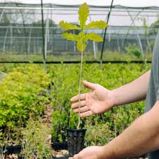 Image result for oak sapling