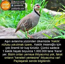 Nese Nin Gozdeleri Biliyor Muydunuz Bilgi Hayvan