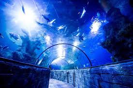 Book Your Tickets Online For Malta National Aquarium Qawra See 2 298 Reviews Articles And 1 138 Photos Of Malta National Malta Trip Advisor Online Tickets