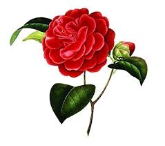 Red Camellia Flower You Re A Flame In My Heart Flowers Camellia Flower Body Art Tattoos