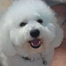 Verna Norris (vernanorris1)