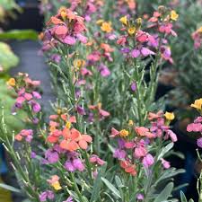 Image result for Eriospermum roseum