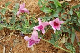 Image result for Dicerocaryum eriocarpum