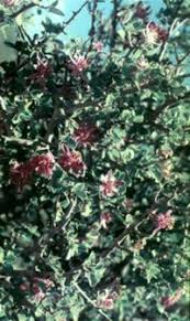 Image result for Grewia holtzii