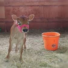 See more ideas about miniature cows, cow, farm animals. North Woods Homestead Purebred Mini Jersey Milk Cows Blog