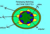 Gambar batang dikotil dan monokotil. Struktur Dan Fungsi Jaringan Batang Dikotil Dan Monokotil Penjaskes Co Id