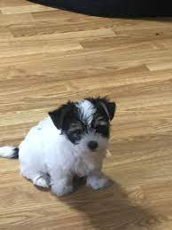 Teacup morkie pups are energetic and smart. Morkie Puppies For Sale Jacksonville Fl 305199