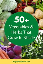 Plant squash next to tomatoes, beans, carrots, and cucumbers for even more vegetables. 50 Vegetables Herbs That Grow In Shade It S Garden Thyme