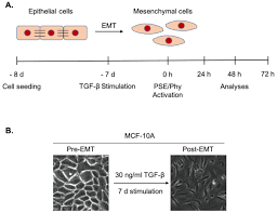 Biomolecules Free Full Text Potential Effect Of Pseudevernia Furfuracea L Zopf Extract And Metabolite Physodic Acid On Tumour Microenvironment Modulation In Mcf 10a Cells Html