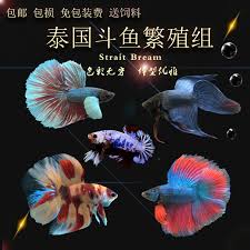 Once you know how to breed betta fish, you'll soon have baby betta fish swimming around your aquarium. Imported Thai Fighting Fish Breeding Group Half Moon Horsetail Fighting Fish Holding Egg Female Tropical Small Fish Live