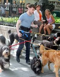 Daniel Radcliffe Walking 12 Dogs In Nyc Harry Potter Images Harry Potter More Harry Potter Jokes