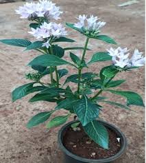 Image result for Pentas lanceolata