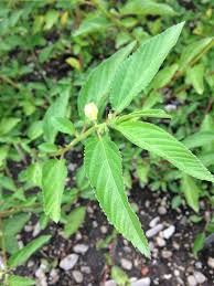 Image result for Corchorus schimperi