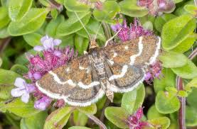 Image result for Pyrausta nigrata