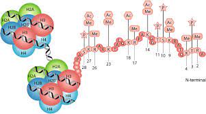 Recently, ptms have begun to receive increased interest. Inducible Covalent Posttranslational Modification Of Histone H3 Science Signaling