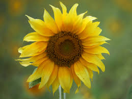 Check spelling or type a new query. Sunflower Wallpaper Iphone Android Desktop Backgrounds