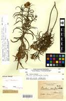 Image result for Psiadia punctulata