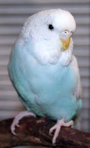 Our Flock Of Budgie Parakeets Puppies Are Prozac Budgie Parakeet Budgies Budgies Bird