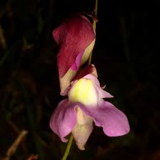 Image result for Lentibulariaceae