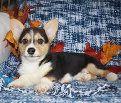 Find corgi puppies for sale with pictures from reputable corgi breeders. Cheap Pembroke Welsh Corgi Puppies For Sale Usa Uk Canada
