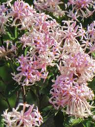 Image result for Dais cotinifolia