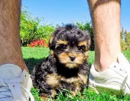 We have the cutest yorkie puppies for sale in texas! Funny Yorkie Poodle Mix Puppies L2sanpiero