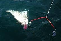 Homemade chain hoist spreader bar fashioned from 2x4 rectangular steel tubing and nylon straps. Halibut Fishing Tackle For Halibut Fishing