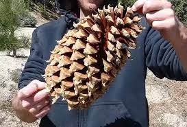 I have an older walker c model and just got a new property that has huge pine cones. What Is The Largest Pine Cone Quora
