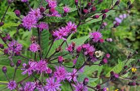 Image result for Vernonia undulata