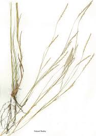 Image result for Schizachyrium jeffreysii