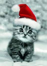 Press question mark to learn the rest of the keyboard shortcuts Adorable Christmas Cats Kittens Cutest Christmas Kitten