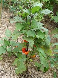 Small orange fruits develop along prickly stems that emerge from attractive, bushy plants at the also known as mock tomato, hmong eggplant, ethiopian nightshade, and chinese scarlet eggplant. Plant Oddity Pumpkin On A Stick