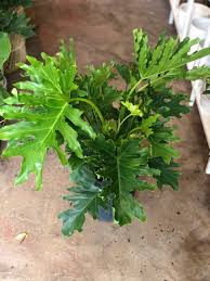 Image result for Triplophyllum subquinquefidum