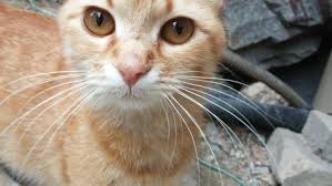 Kahverengi Gozlu Tekir Kedi Tekir Kediler Kedi Kahverengi