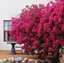 The cups are to be clipped individually and planted in the cup so as not to disturb the roots. Bougainvilleas The Gardener The Gardener