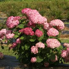 Image result for Hydrangea arborescens Pink Anabelle