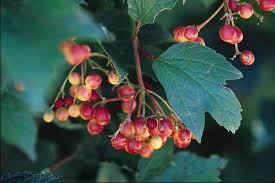 Schnell zu ihnen nach hause geliefert. Viburnum Cranberry Handy Andy S Nursery
