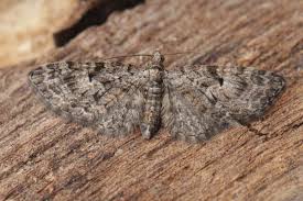 Image result for Eupithecia dodoneata