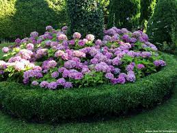 Schattengarten ideen zur bepflanzung gartengestaltung. Gartengestaltung Mit Hortensie Und Buchs Ein Formales Inselbeet Im Rasen Hortensien Garten Gartengestaltung Garten Bepflanzen