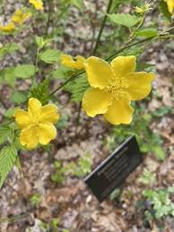 Image result for Kerria japonica