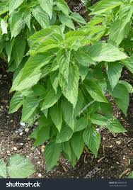 Image result for Salvia hispanica