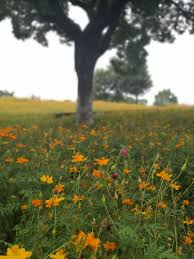 pin by l sj on 2020 my village life 東錢湖陶公村誌 natural landmarks landmarks nature