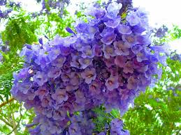 Image result for Jacaranda mimosifolia