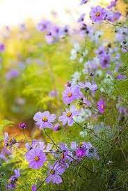 Pin By Lamia Sultan On Blumen Und Natur Cosmos Flowers Beautiful Flowers Pretty Flowers