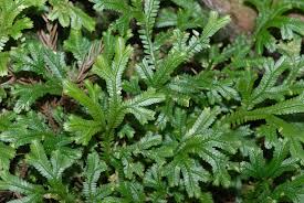 Kandungan nutrisi dalam cengkeh juga bermanfaat untuk kesehatan tubuh. Kenali Manfaat Daun Cakar Ayam Jyb Media