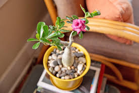Prices, promotions, styles, and availability may vary. Desert Rose Plant Care Growing Guide
