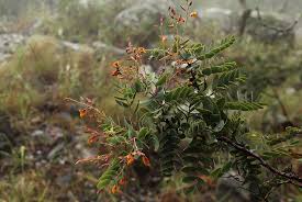 Image result for Aeschynomene aphylla